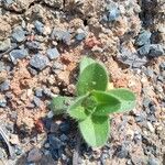 Cerastium glomeratum Feuille