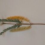 Prosopis juliflora Blodyn