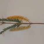 Prosopis julifloraফুল