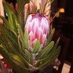 Protea caffraKwiat