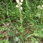 Pyrola media Flower