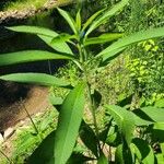 Crotalaria juncea 葉