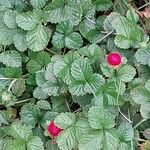 Potentilla indica পাতা