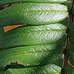 Sorbus scalaris Leaf