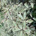 Pittosporum tenuifolium List