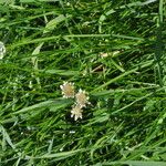 Oenanthe fistulosa Flower