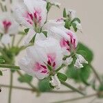 Pelargonium echinatum Flor