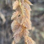 Eragrostis superba Fruchs