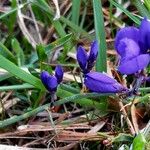 Polygala microphylla Fiore