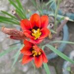 Sparaxis tricolor 花