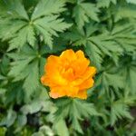 Trollius asiaticus Flower