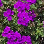 Verbena rigidaFlower