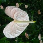 Anthurium andraeanum Flower