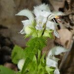 Lamium flexuosum Žiedas