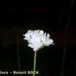 Armeria belgenciensis Floare
