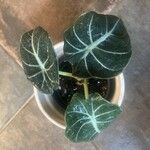 Alocasia reginulaLeaf