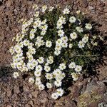 Melampodium leucanthum Virág