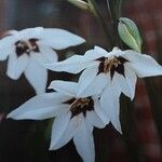 Gladiolus murielae Flor