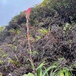 Pitcairnia bifrons Цветок