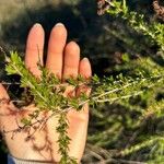 Eriogonum fasciculatum Ліст