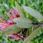 Purpureostemon ciliatus Hábito
