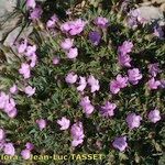 Dianthus subacaulis Habitus