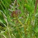 Pedicularis cenisia Leaf