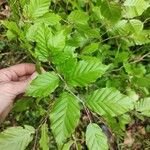 Carpinus orientalis Blad