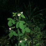 Oxalis barrelieri Habitus