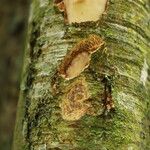 Celtis mildbraedii Rinde