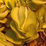 Salvinia molesta Leaf