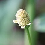 Acmella uliginosa Flor