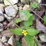 Calyptocarpus vialis Flower