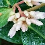 Medinilla venosa Blomma