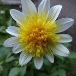 Dahlia pinnataFlower