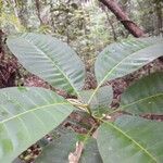 Macoubea guianensis Leaf