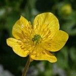 Ranunculus aduncus Квітка