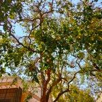 Pongamia pinnata عادت داشتن