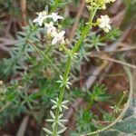 Galium papillosum Blüte