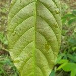 Terminalia chebula Leaf