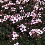 Leptospermum rotundifolium Kwiat