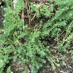 Sedum diffusum Облик