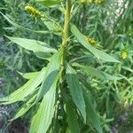 Solidago altissima পাতা