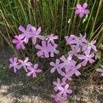 Phlox longifolia Λουλούδι