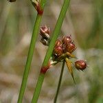 Juncus filiformis 果実