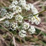 Pimpinella saxifragaFlower