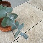 Eucalyptus gunnii Folha