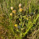 Nidorella aegyptiaca Flor