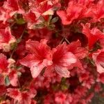 Rhododendron calendulaceum Flower