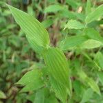 Arthraxon hispidus Leaf